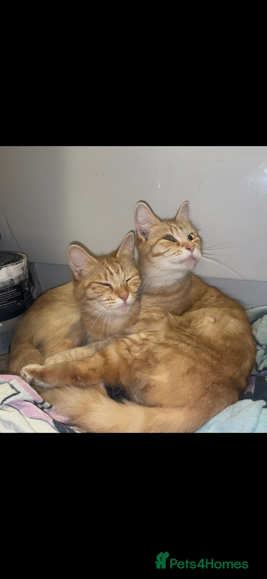 Mixed Breed cats for sale: Sammy and Tammy  - Advert 3