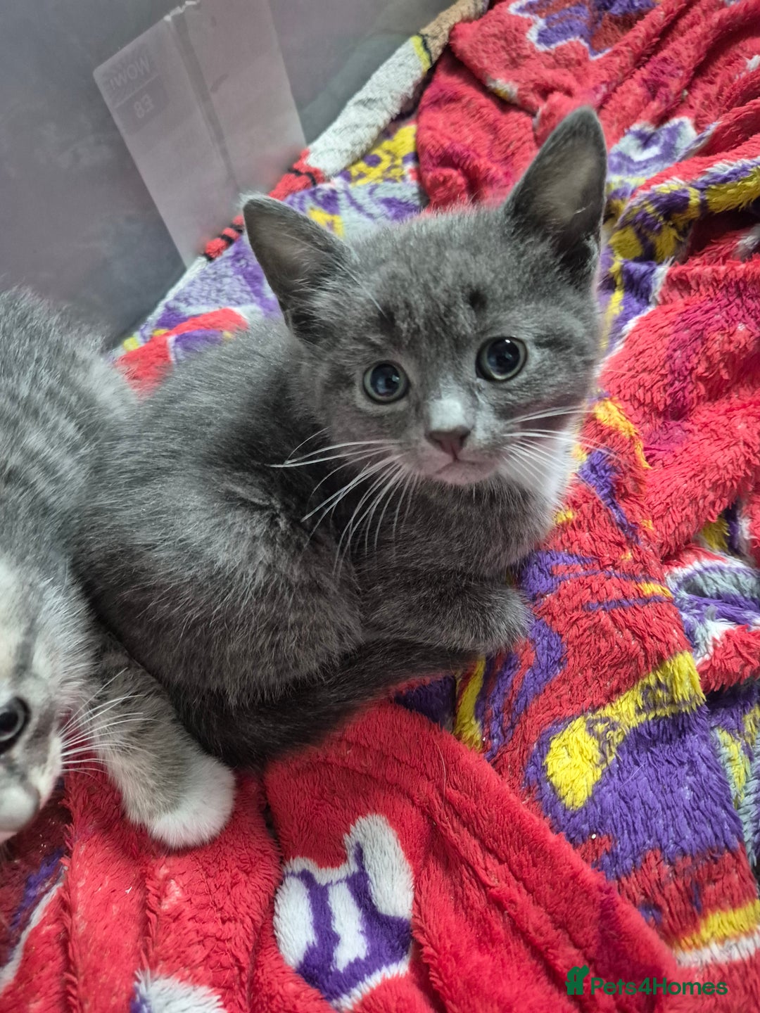 Mixed Breed cats for sale: 3 kittens 2 female 1 male - Image 7