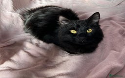Mixed Breed cats for sale: Male black cat  - Image 1