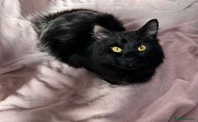 Mixed Breed cats for sale - Advert 1