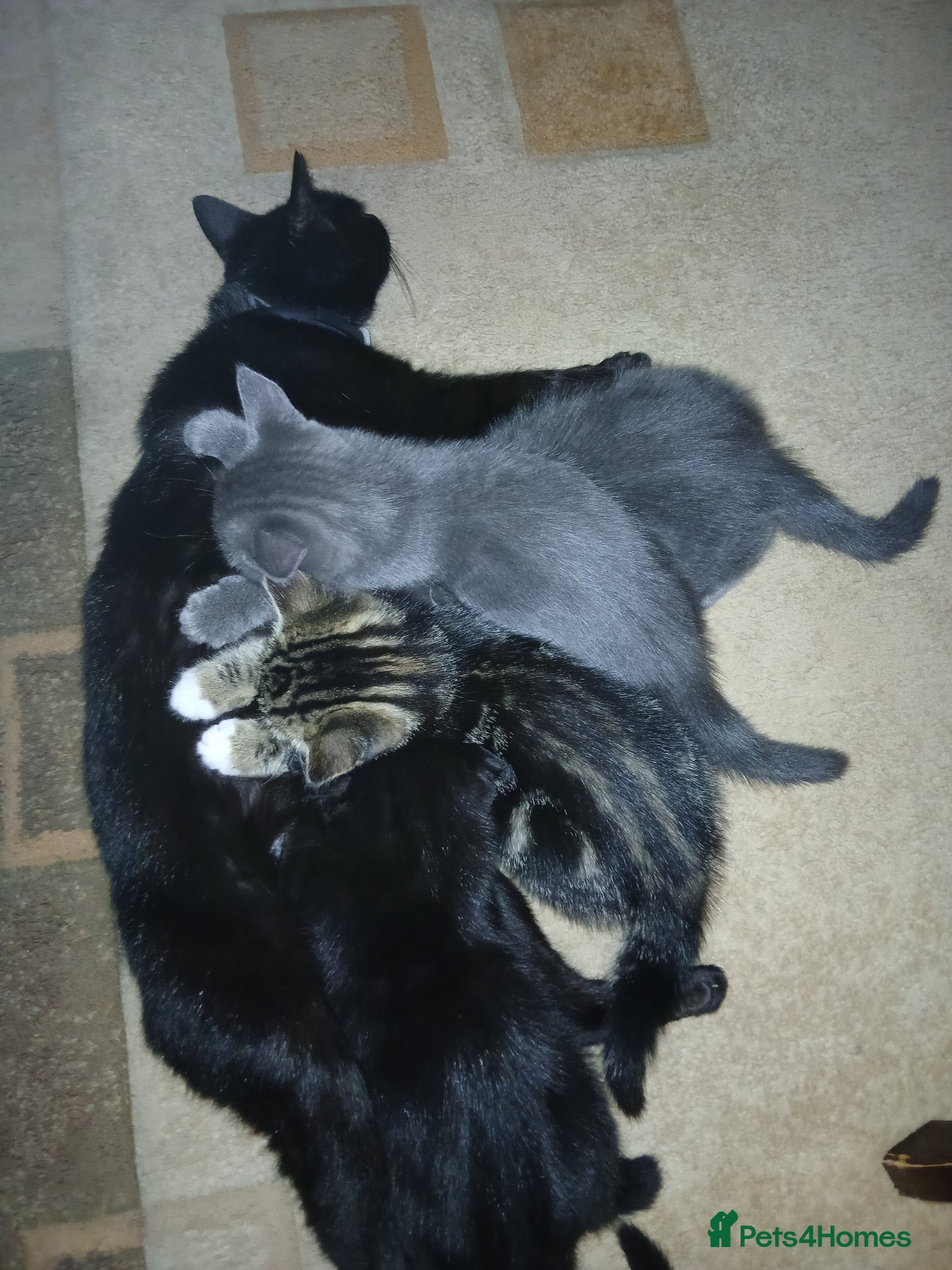 Mixed Breed cats British Blue mixed kittens - Advert 2