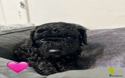 Cockapoo dogs for sale: 1💙 6🩷 F1B Cockerpoo’s  - Image 4