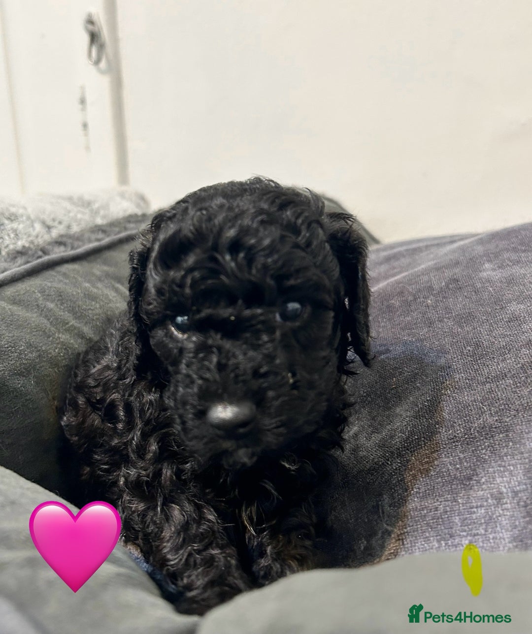 Cockapoo dogs for sale: 1💙 6🩷 F1B Cockerpoo’s  - Image 4