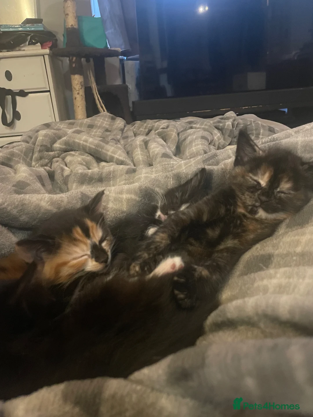 Mixed Breed cats for sale: 5 gorgeous medium/shorthair kittens - Advert 1