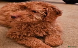 Goldendoodle dogs for sale: Goldendoodle  - Image 4