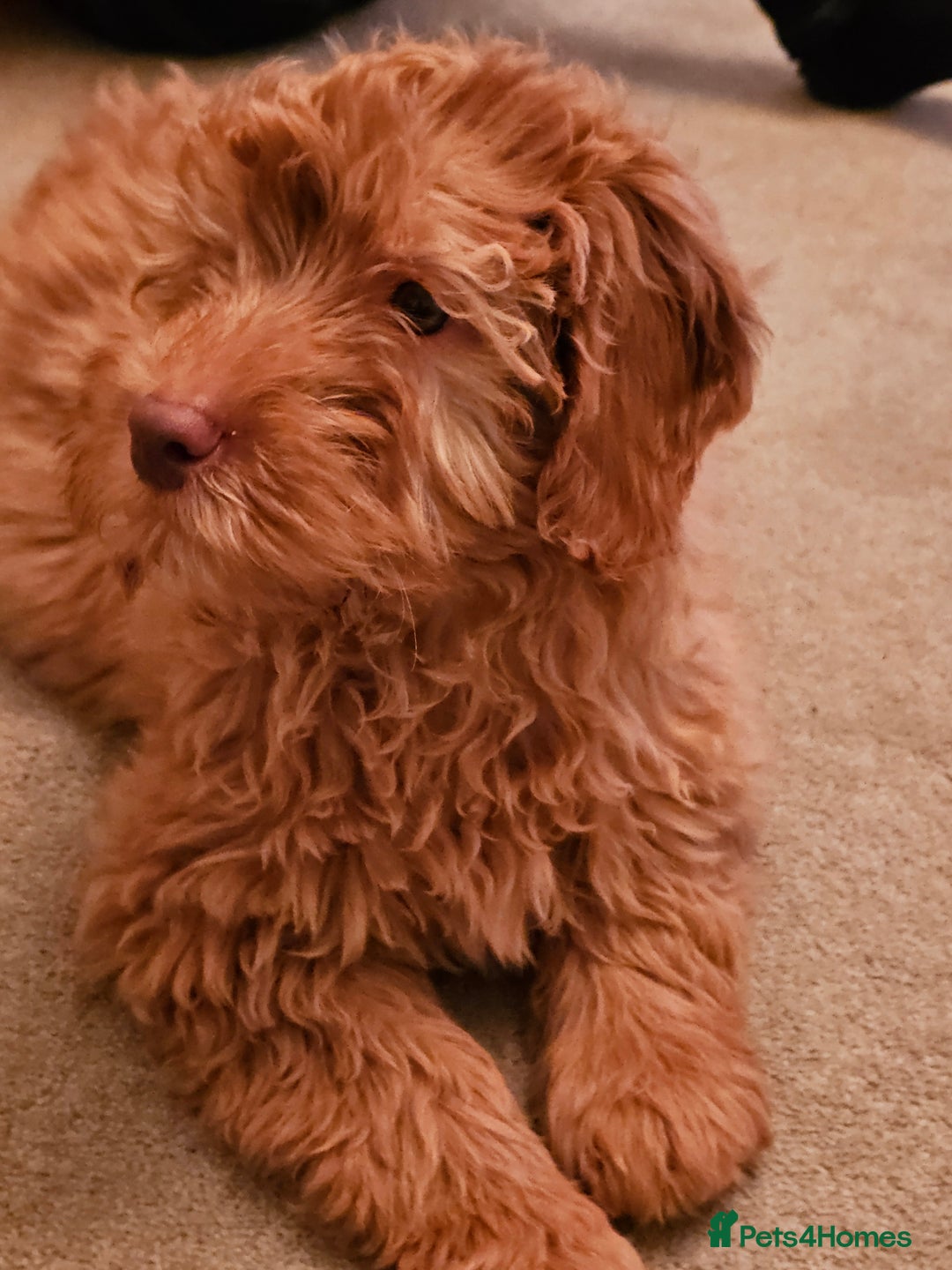 Goldendoodle dogs for sale: Goldendoodle  - Image 4