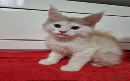 Maine Coon cats for sale: Beautiful Maine Coon Kittens - Advert 9