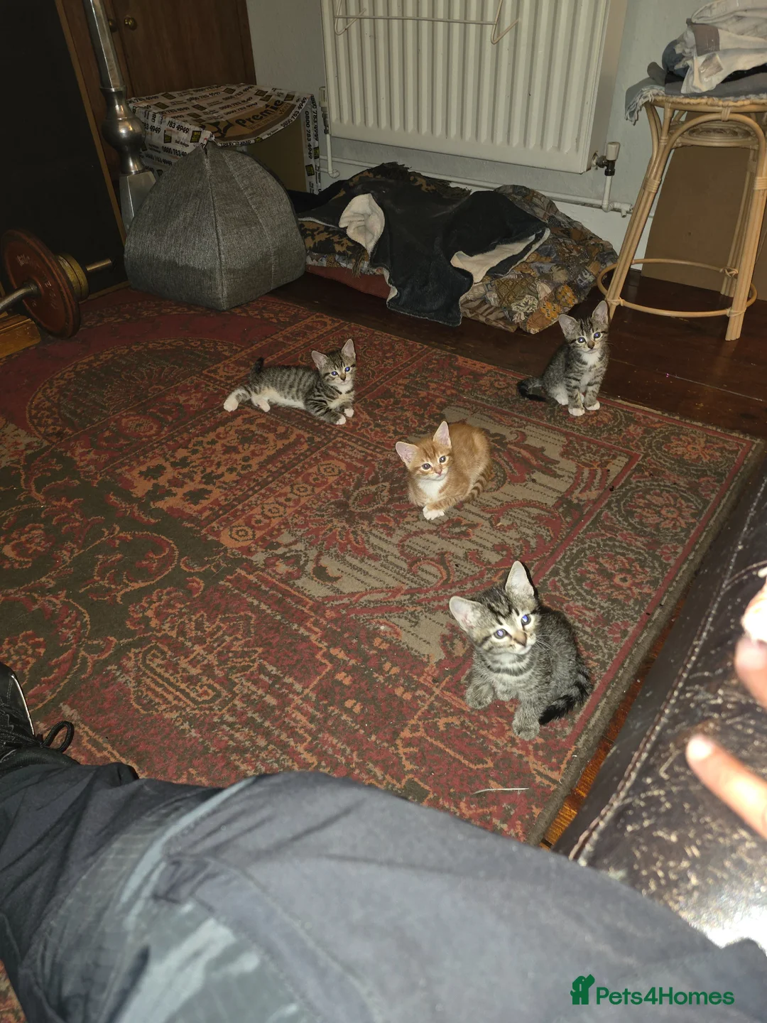 Mixed Breed cats for sale: 4 Male Kittens  in London - Advert 2