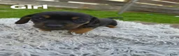 Miniature Dachshund dogs for sale: Beautiful miniature dachshund litter  - Advert 6
