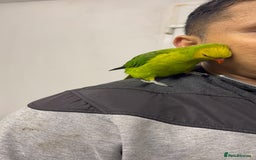 Conures birds for sale: Yellow headed semi tamed talking Lori  - Image 5