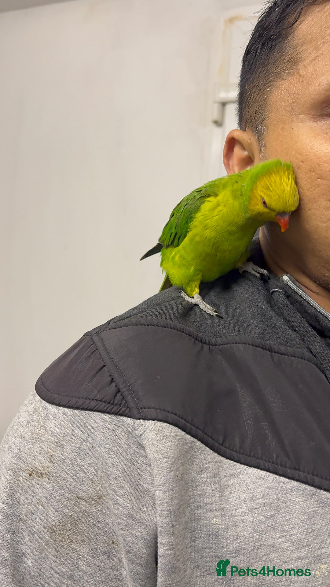 Conures birds for sale: Yellow headed semi tamed talking Lori  - Image 5