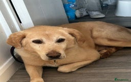 Labrador Retriever dogs for adoption: Rupert - Norwich Norfolk  - Image 16