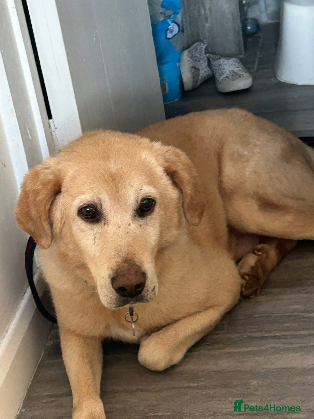 Labrador Retriever dogs for adoption: Rupert - Norwich Norfolk  - Image 16