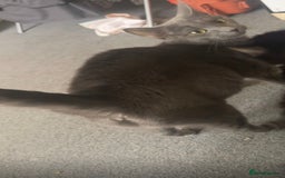 Russian Blue cats for sale: 3 Russian/tabby mix  - Image 7