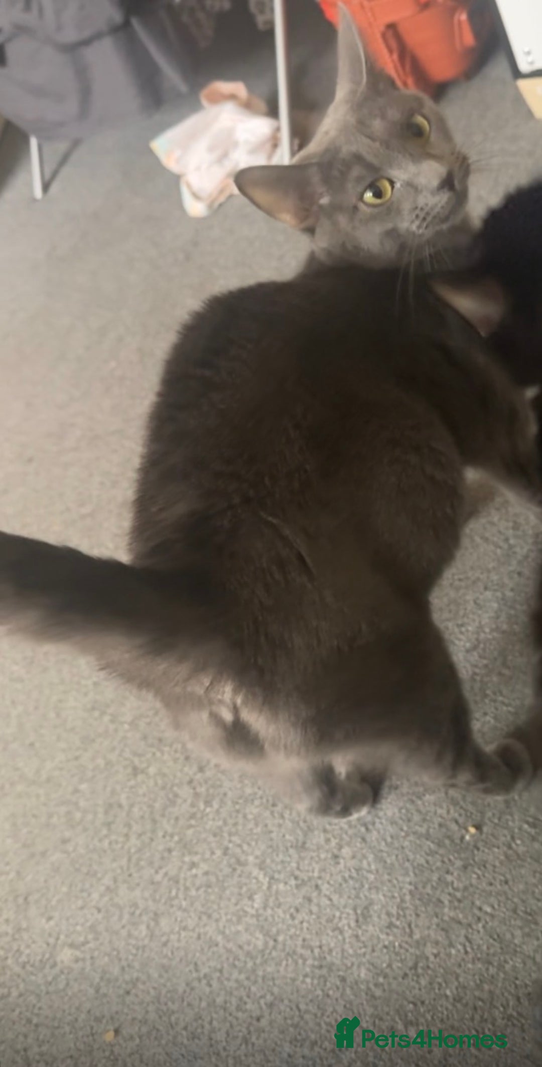 Russian Blue cats for sale: 3 Russian/tabby mix  - Image 7