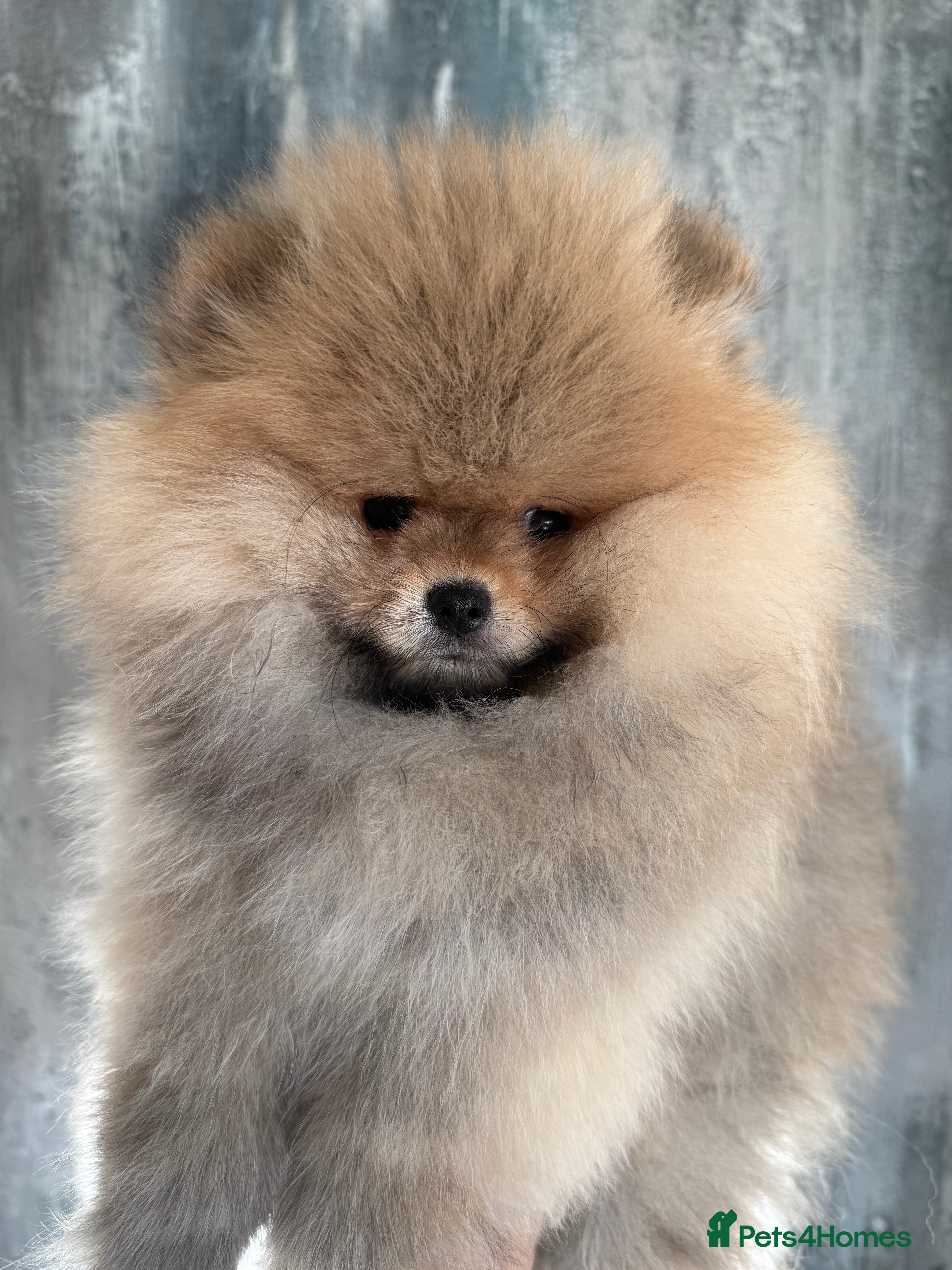 Pomeranian dogs KC Registered Pomeranian Puppies - Advert 9