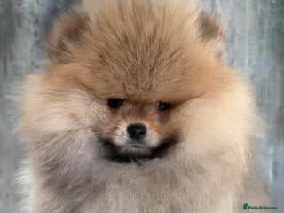 Pomeranian dogs KC Registered Pomeranian Puppies - Advert 9