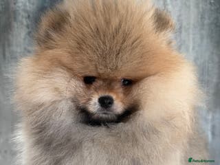 Pomeranian dogs KC Registered Pomeranian Puppies - Advert 11