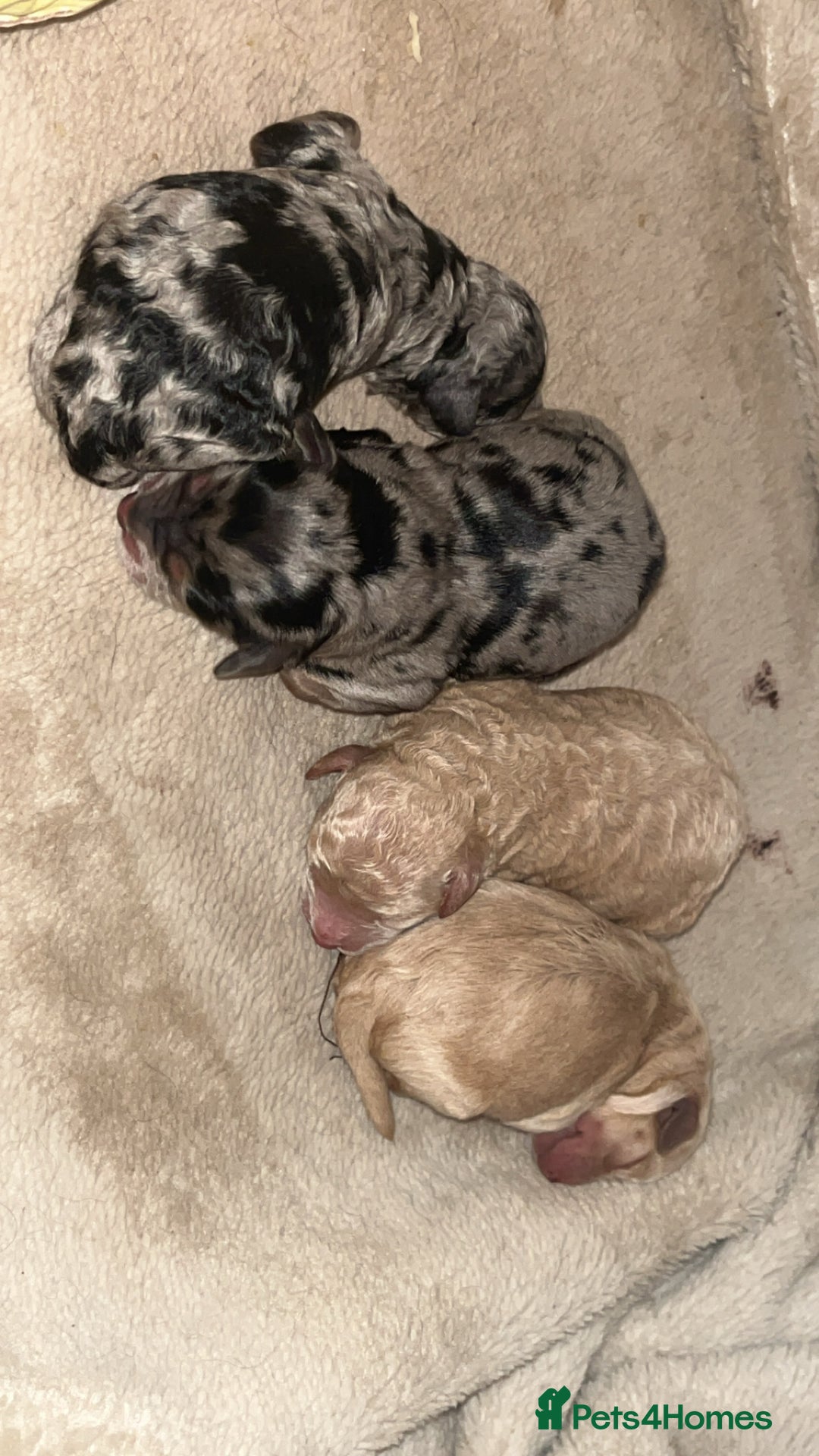 Cockapoo dogs for sale: Cockapoo puppies ready for there home 30/09/25  - Image 3