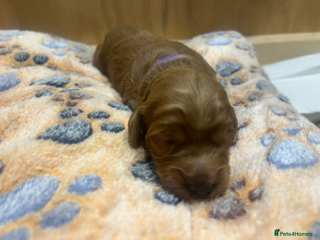 Cockapoo dogs for sale: Beautiful cockerpoo puppies  - Image 26