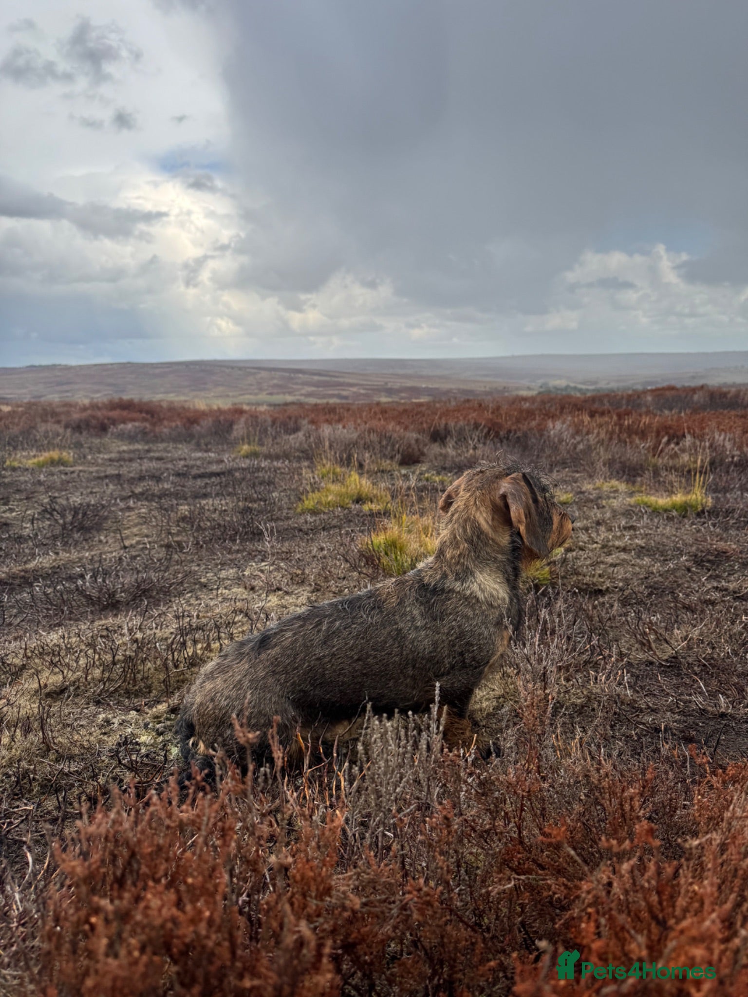 Dachshund dogs KC teckel/wirehaired dachshunds  - Advert 1