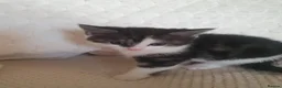 Mixed Breed cats for sale: 10 beautiful cuddly kittens - Advert 25