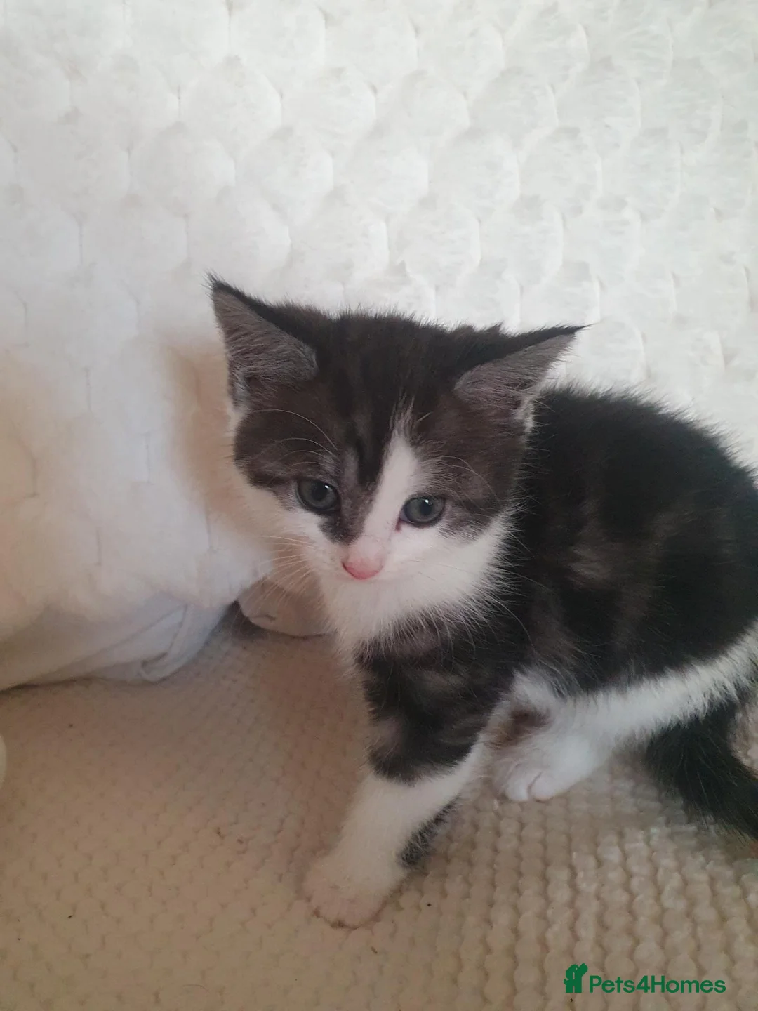 Mixed Breed cats for sale: 10 beautiful cuddly kittens - Advert 25