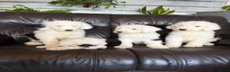 Old English Sheepdog dogs for sale: Kc Registered Old English Sheepdogs  - Advert 4