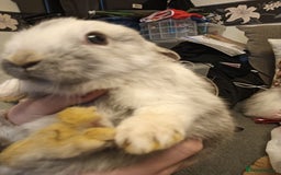 Mixed Breed rabbits for sale: Baby rabbits  - Advert 4