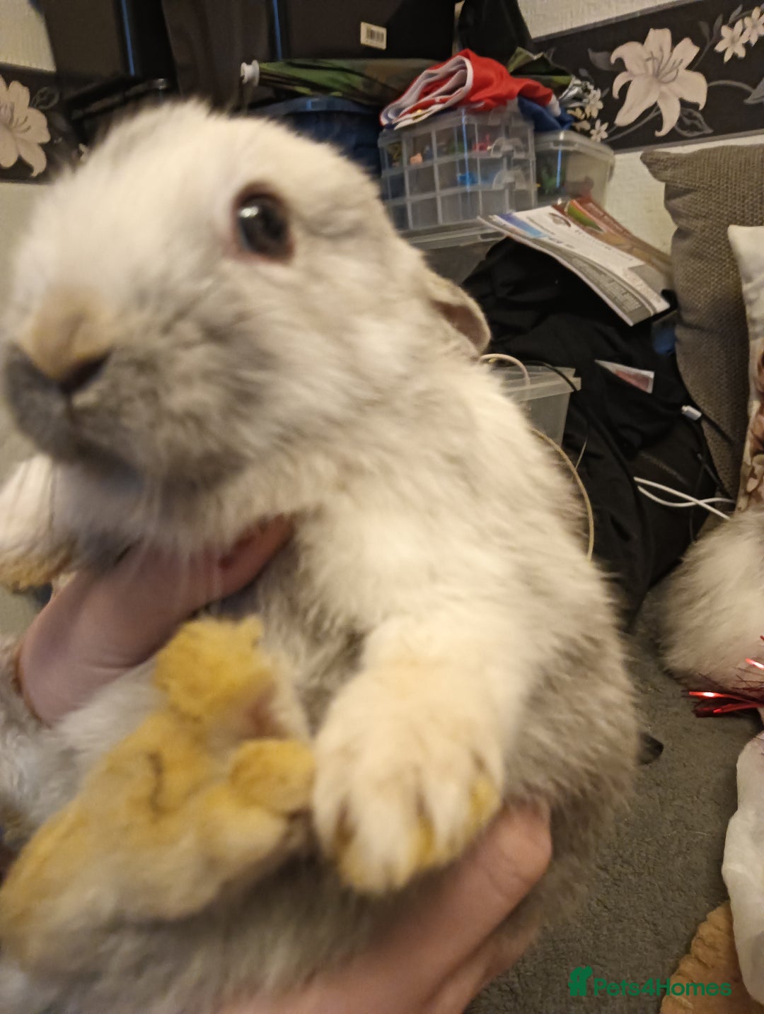 Mixed Breed rabbits for sale: Baby rabbits  - Advert 4