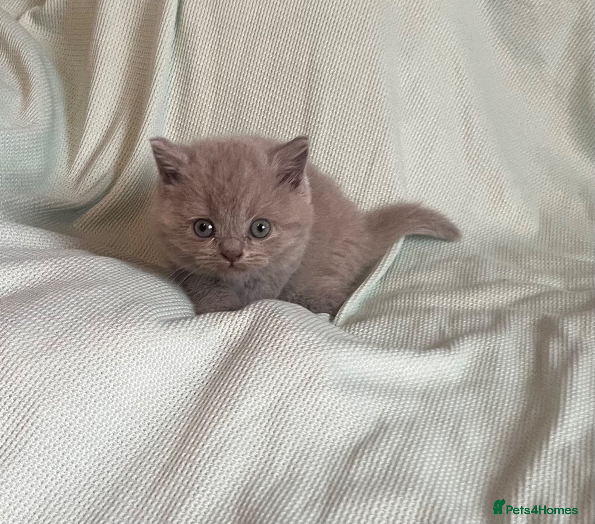 British Shorthair cats Beautiful Bsh kitten - Advert 2