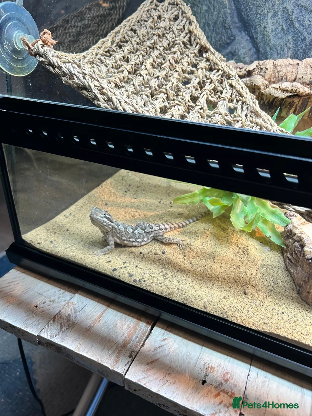 Dragon reptiles for sale: Rankins Dragon with full Set Up -£250 in Spalding - Advert 2