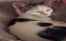 Mixed Breed cats for sale: 5 beautiful kittens  - Image 5