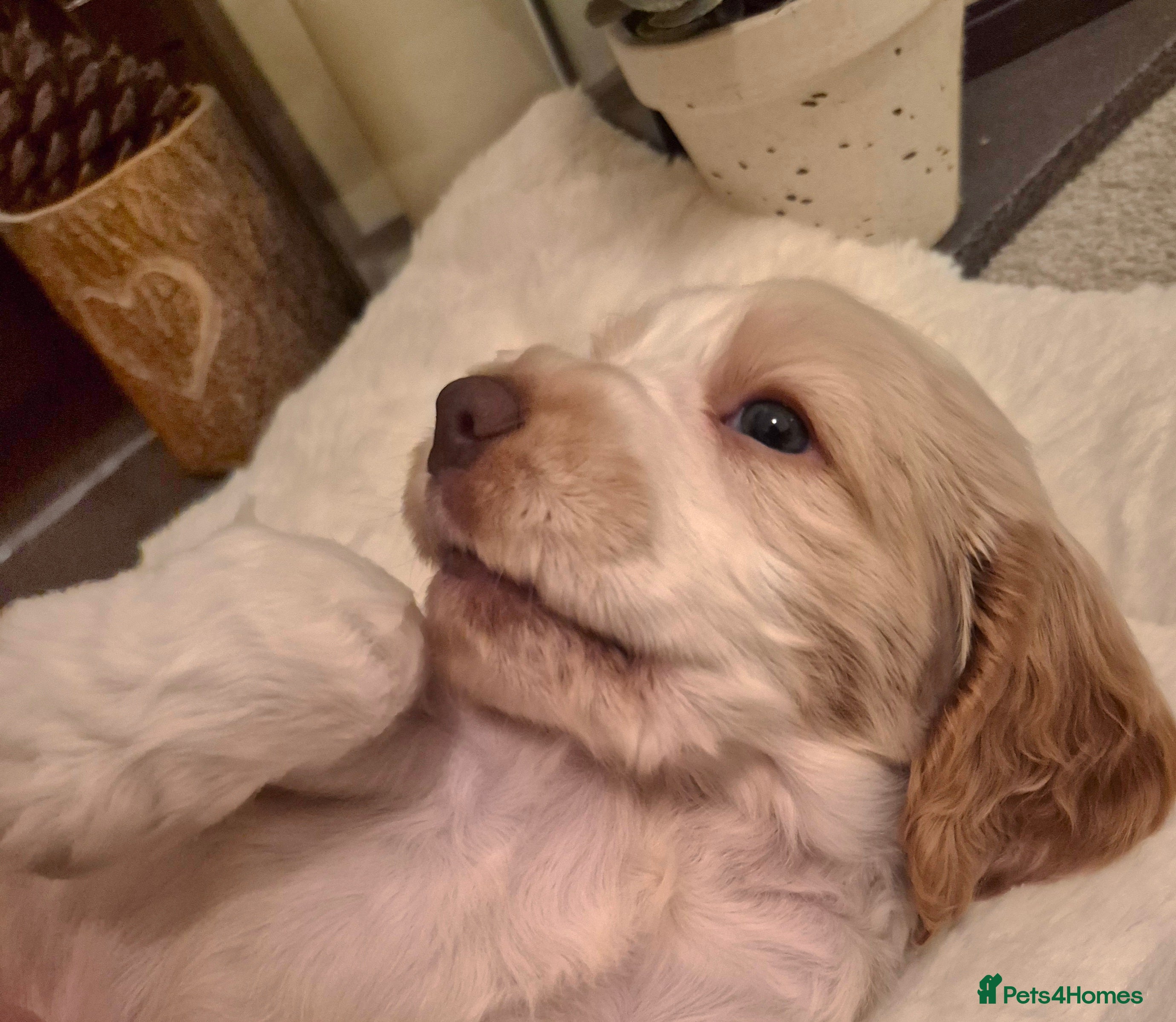 Cocker Spaniel dogs KC Reg,Health Tested, Show Cocker Spaniel Puppies  - Advert 5