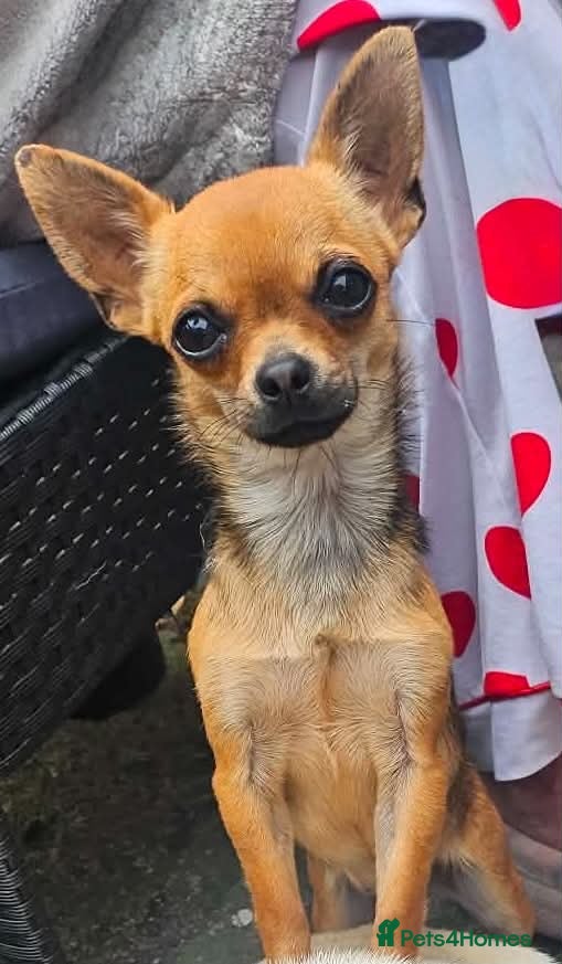 Chihuahua dogs ‘Maggie’ 2 year old female chihuahua - Advert 1