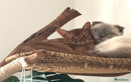 Abyssinian cats for sale: Sorrel Abyssinian, GCCF Reg, Champion Line - Image 10