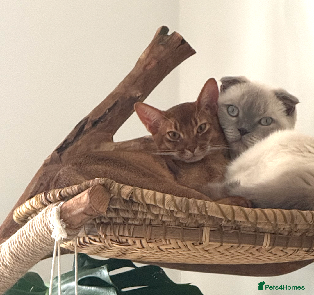 Abyssinian cats for sale: Sorrel Abyssinian, GCCF Reg, Champion Line - Image 10