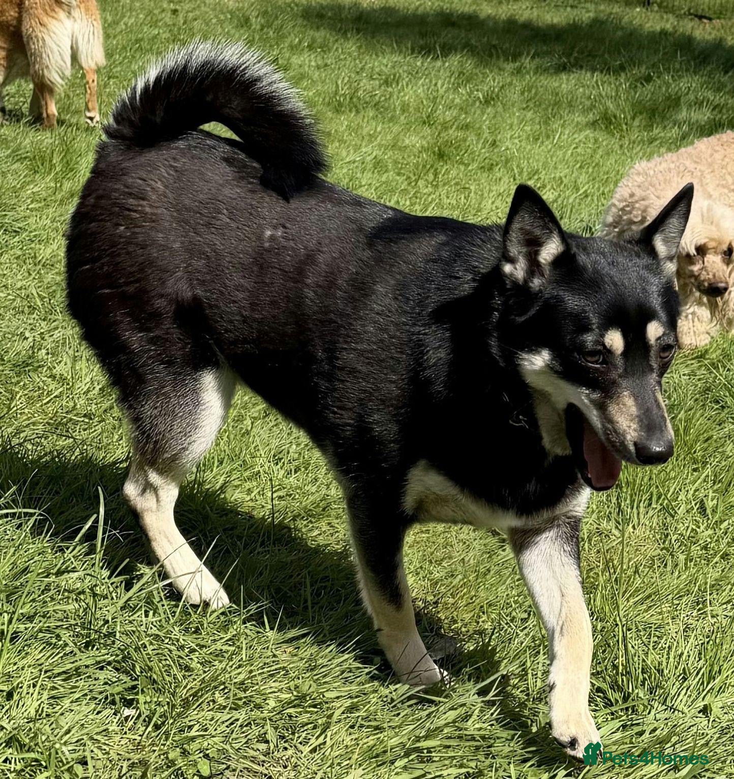 German Shepherd Puppy 1