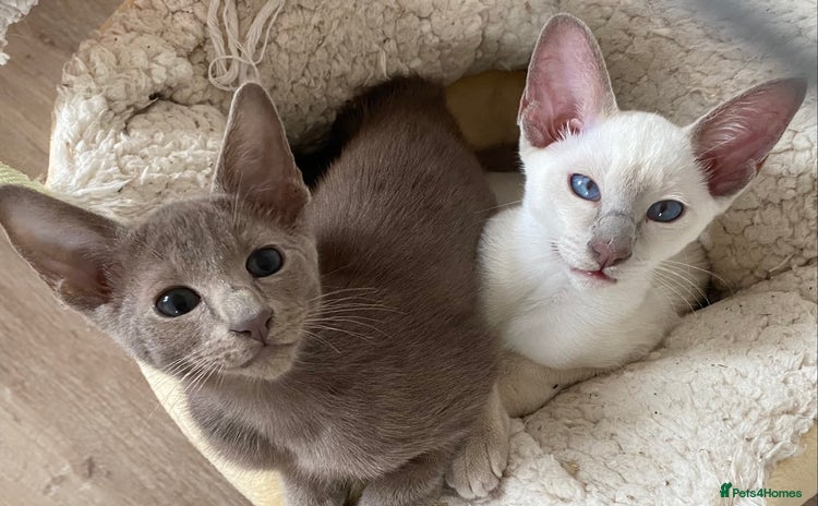 Siamese cats - Advert 3