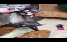 Ferret rodents for sale: Micro Jill Ferrets For Sale - Image 3
