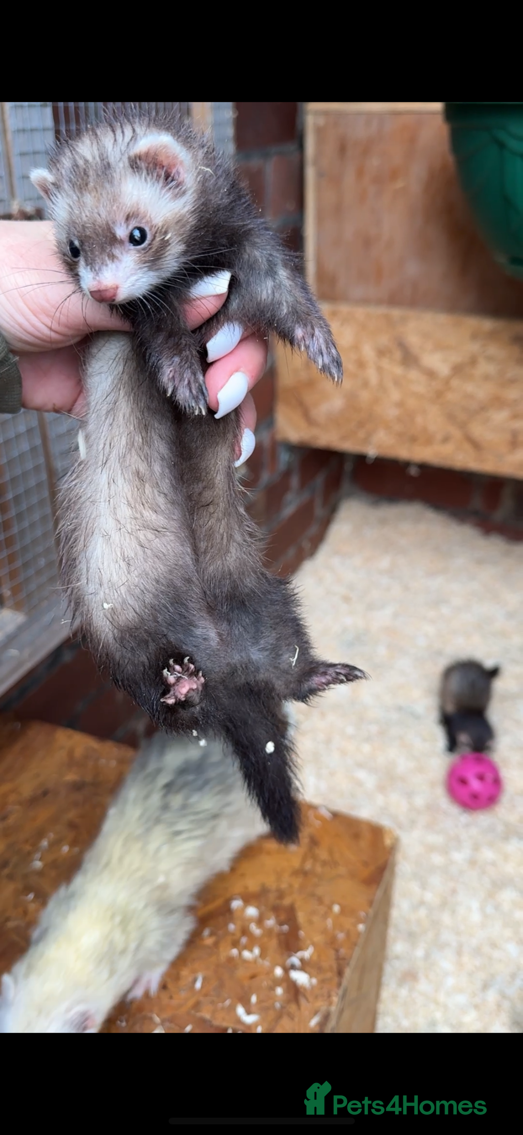 Ferret rodents for sale: Micro Jill Ferrets For Sale - Image 3
