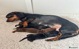 Miniature Dachshund dogs for sale: Mini Dachshund puppies, PRA clear, health tested - Image 4