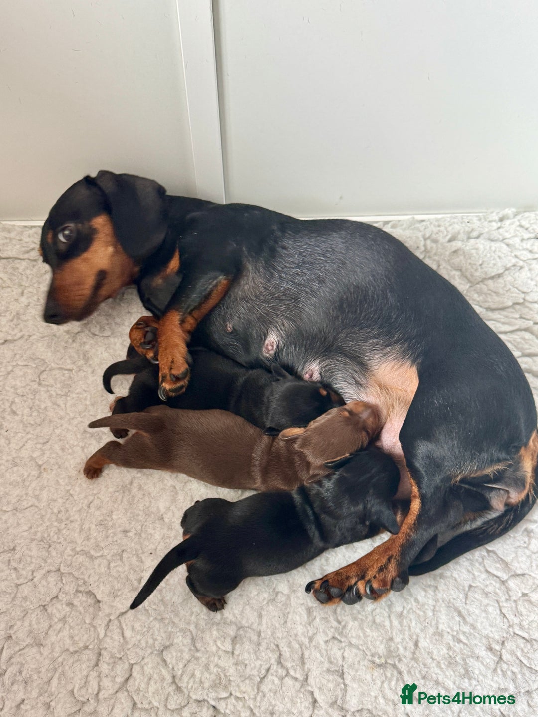 Miniature Dachshund dogs for sale: Mini Dachshund puppies, PRA clear, health tested - Image 4