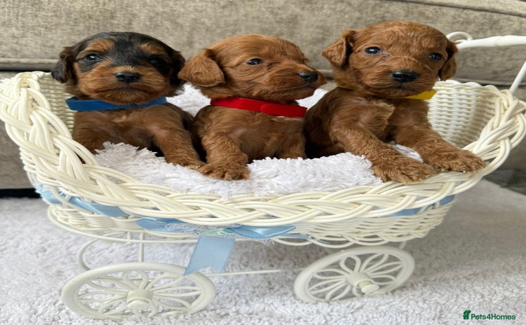Cockapoo dogs - Advert 2
