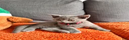 British Shorthair cats for sale: British shorthair kittens  in Skelmersdale - Advert 13
