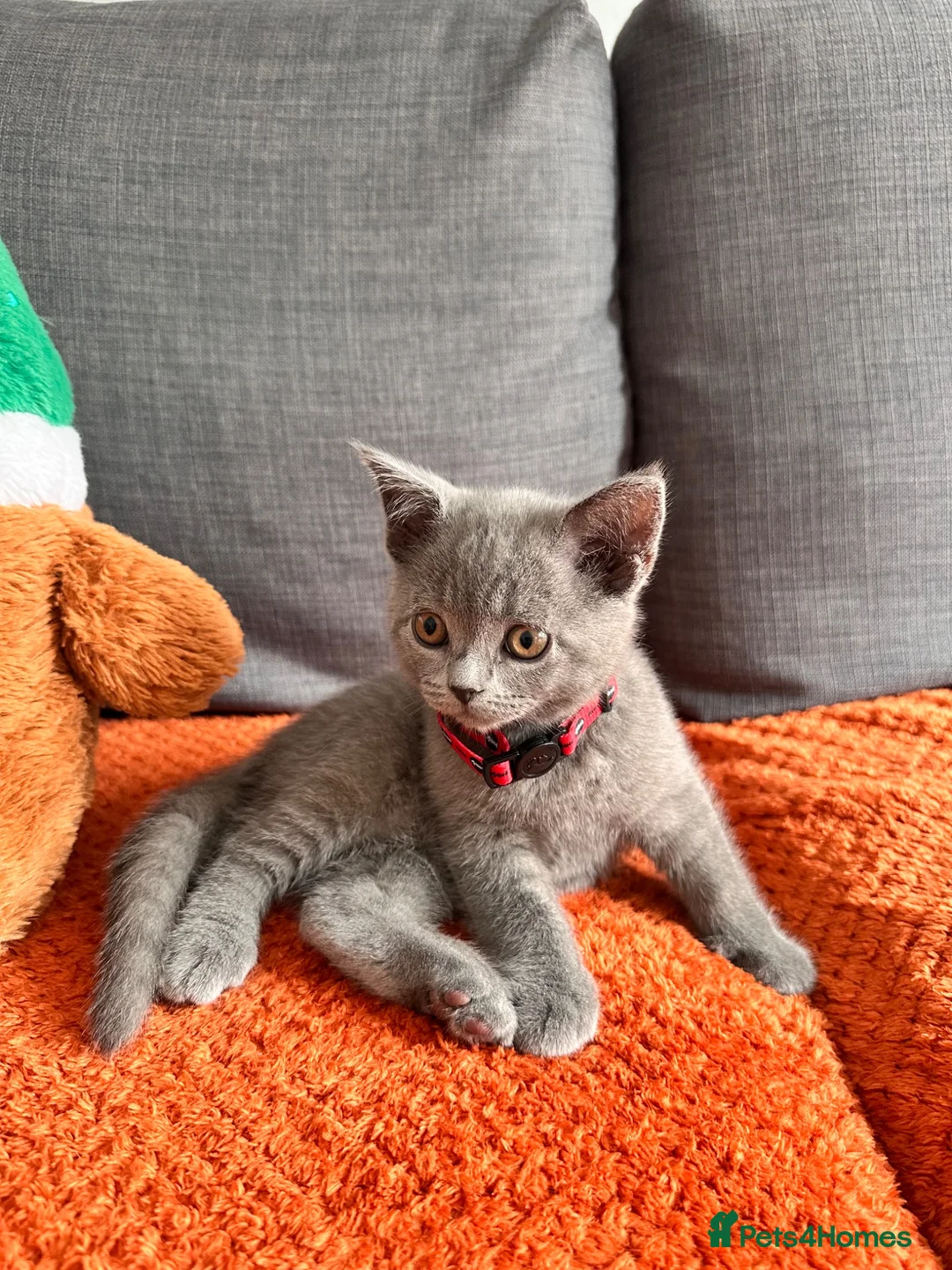 British Shorthair cats for sale: British shorthair kittens  in Skelmersdale - Advert 13