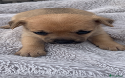 Mixed Breed dogs for sale: Stunning chihuahua x puppys - Image 5