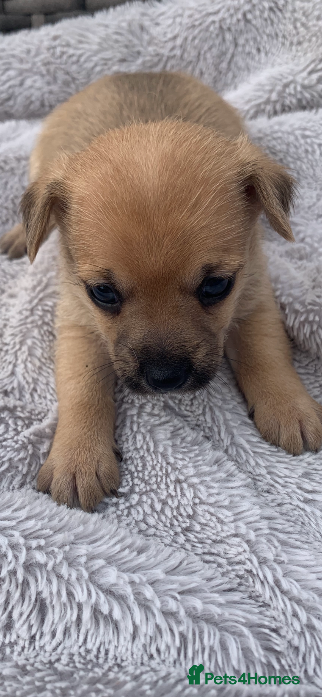 Mixed Breed dogs for sale: Stunning chihuahua x puppys - Image 5