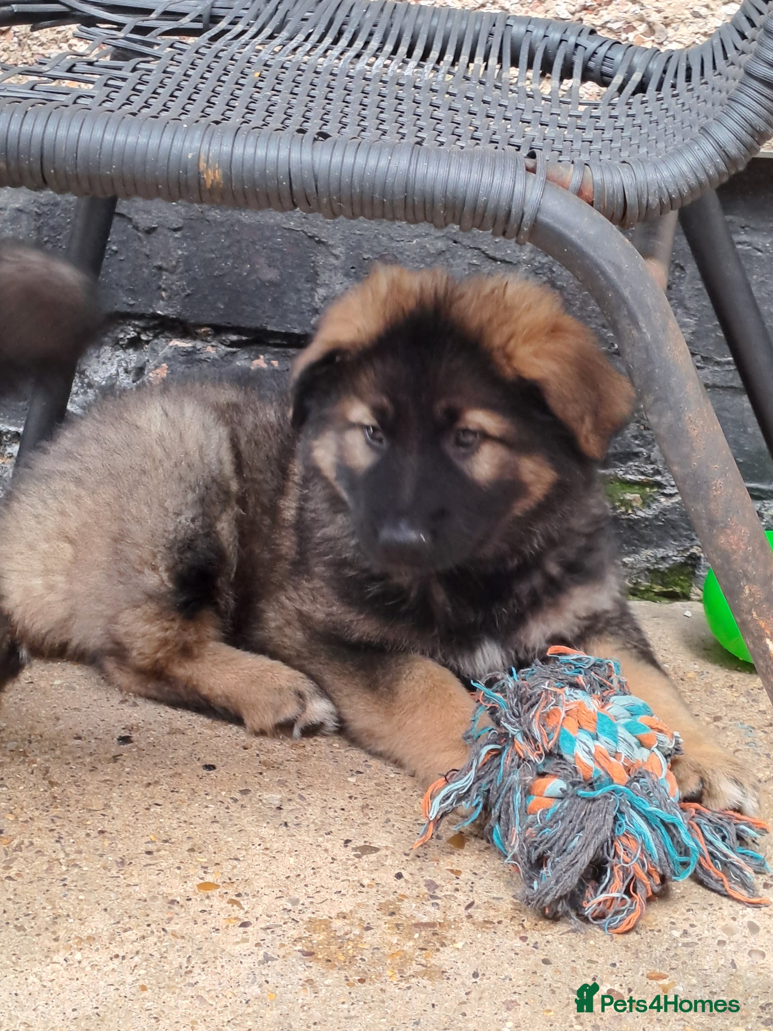 German Shepherd dogs German Shepherd straight back working line  - Advert 1