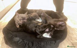 French Bulldog dogs for sale: FRENCH BULLDOG PUPPYS❤️ ready find forever home❤️ - Advert 17